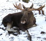 Природа, Томские новости, В некоторых районах Томской области запрещена охота на лосей В некоторых районах Томской области запрещена охота на лосей