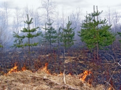 Природа, Томские новости, В Томской области начались лесные пожары В Томской области начались лесные пожары