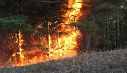 Томские новости, За прошедшие сутки в Томской области произошло 5 лесных пожаров За прошедшие сутки в Томской области произошло 5 лесных пожаров
