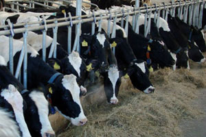 Агропром, Томские новости, Хозяйства Томской области планируют в 2014 году ввести три молочно-животноводческих комплекса Хозяйства Томской области планируют в 2014 году ввести три молочно-животноводческих комплекса