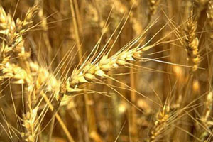 Агропром, Томские новости, Томская область собрала вдвое меньше зерна, чем в прошлом году Томская область собрала вдвое меньше зерна, чем в прошлом году
