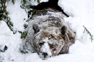 Томские новости, На севере Томской области начали просыпаться медведи На севере Томской области начали просыпаться медведи