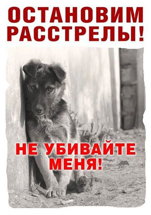 Томские новости, В Томске состоятся пикеты против убийства бездомных собак В Томске состоятся пикеты против убийства бездомных собак