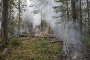 Лесные пожары, Томские новости, В Томской области потушены все лесные пожары В Томской области потушены все лесные пожары