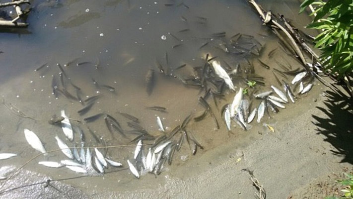 Природа, Томские новости, Причиной гибели рыбы в томской реке стал аварийный сброс канализации Причиной гибели рыбы в томской реке стал аварийный сброс канализации