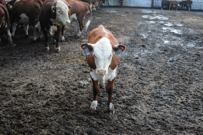 Томские новости, На фоне спроса Томская область направит дополнительные средства на выращивание молодняка скота На фоне спроса Томская область направит дополнительные средства на выращивание молодняка скота