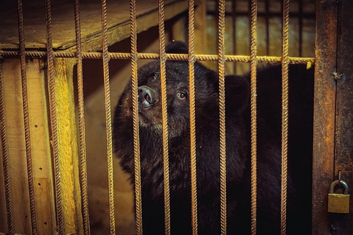 Томские новости, Томский мини-зоопарк «Тотем» приглашает на день рождения медведицы Томский мини-зоопарк «Тотем» приглашает на день рождения медведицы