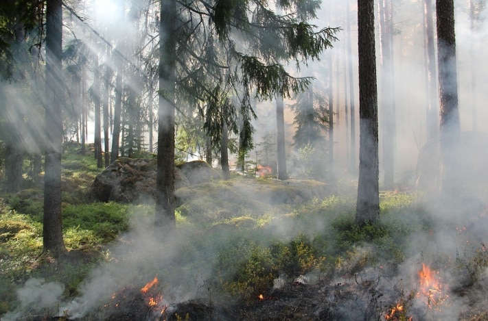 Лесные пожары, Томские новости, Шесть лесных пожаров ликвидировали в Томской области за выходные Шесть лесных пожаров ликвидировали в Томской области за выходные