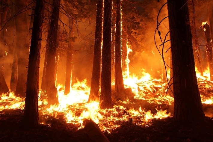 Лесные пожары, Томские новости, В Томской области действуют 14 лесных пожаров В Томской области действуют 14 лесных пожаров