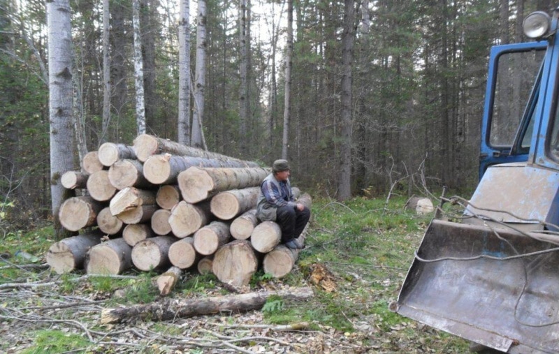 Криминал, Томские новости, В Томской области полицейские задержали двух мужчин, нарубивших деревьев на 100 тыс. рублей В Томской области полицейские задержали двух мужчин, нарубивших деревьев на 100 тыс. рублей 