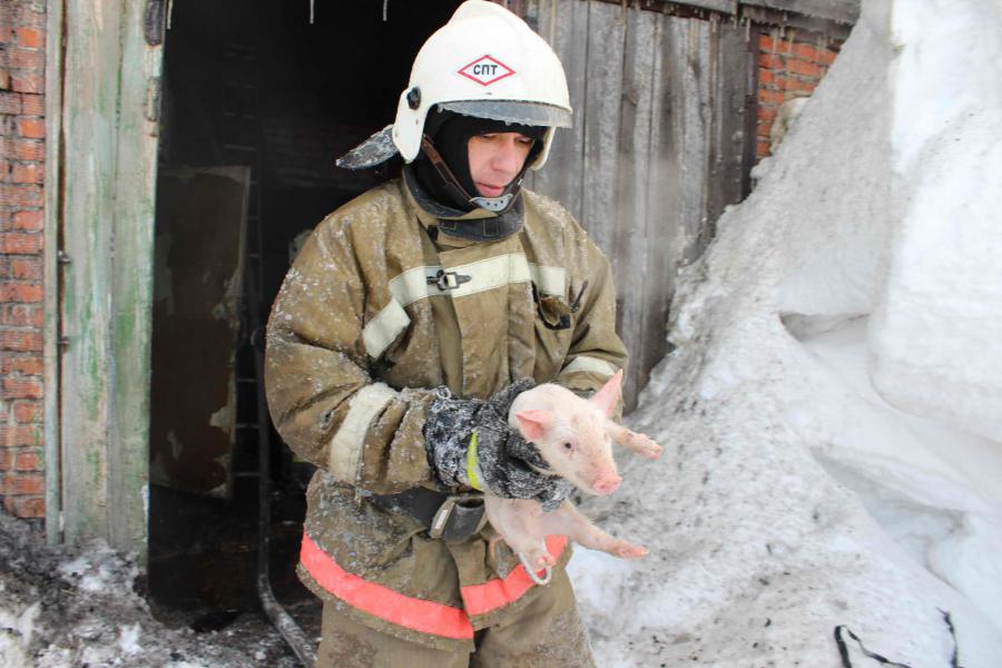 Происшествия, Томские новости, Томск пожарные свинь поросята спасли Томские пожарные спасли около 150 животных из горящего свинарника (ВИДЕО)