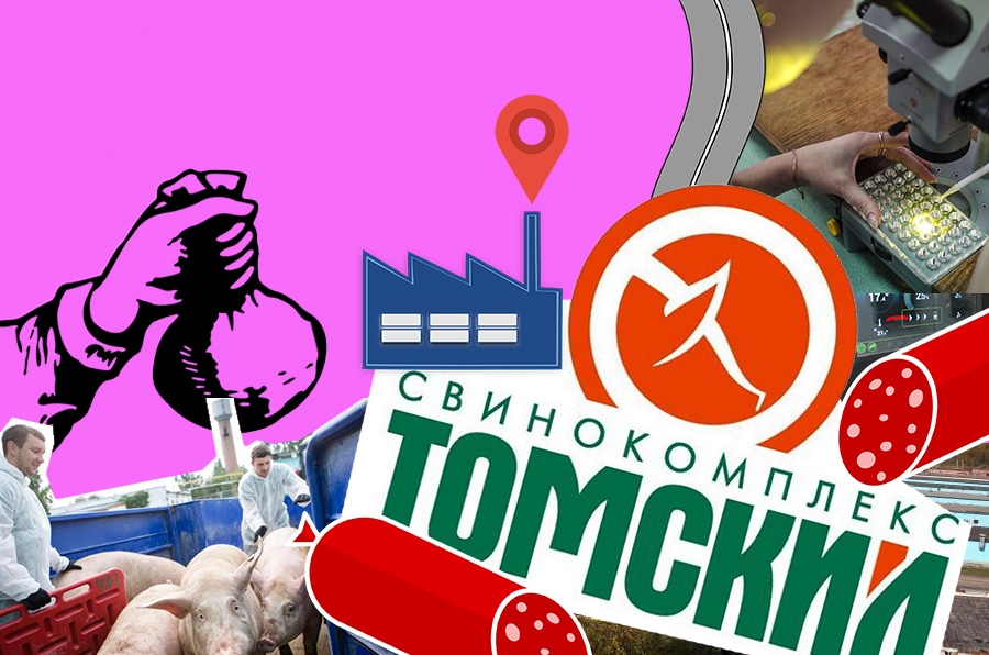Предприятие, Предприятия Томска и области, Сибагро, томск САГ свинокомплекс свиньи производство 9 удивительных фактов, которые вы не знали о свинокомплексе «Томский»