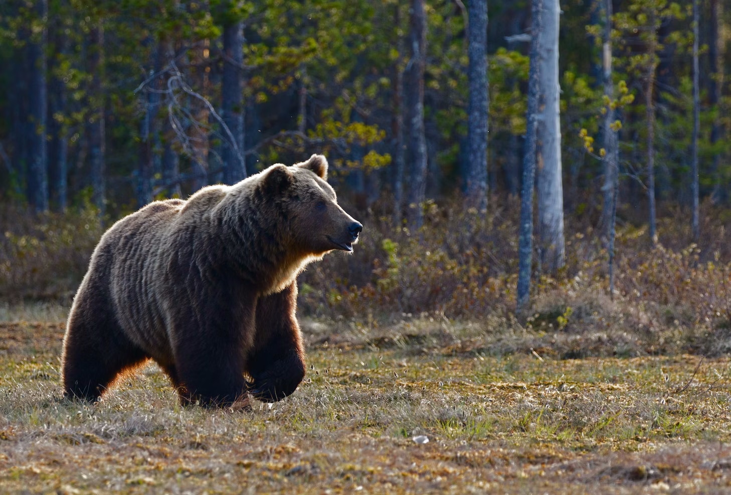 В мире животных, Погода и природа, Томские новости, медведь томск новости интересное ликвидировали Сегодня в центре Томска обезвредили медведя