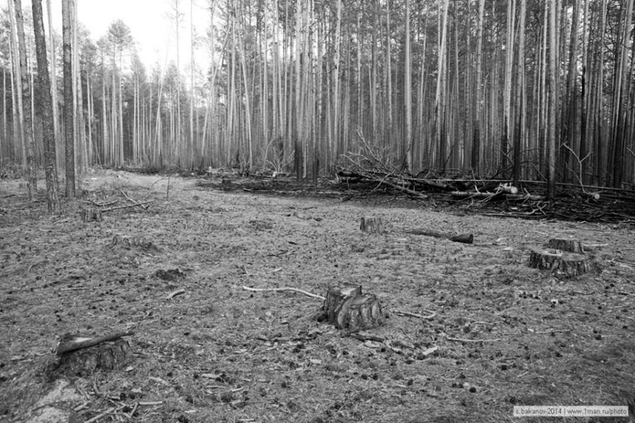 Томские новости, Сосновый бор Тимирязево рубят лес Томичи в соцсетях возмущаются вырубкой Тимирязевского бора