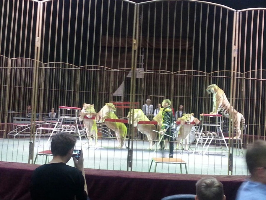 Томские новости, дворец зрелищ и спорта цирк стационарный цирк Росгосцир В Томске появился стационарный цирк