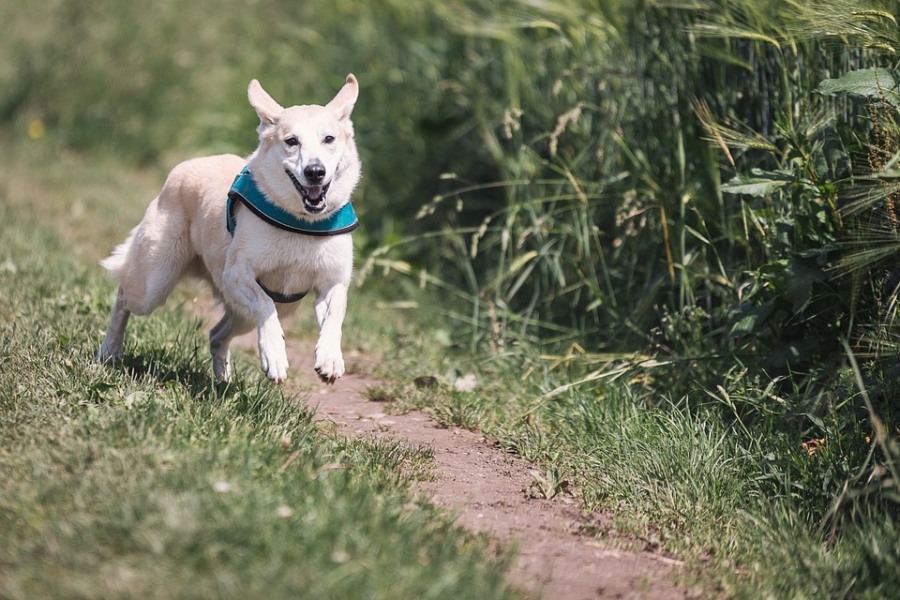 Благотворительность, Конкурсы и акции, Томские новости, мохнатый кросс благотворительный забег животные собаки бег Томичей приглашают на благотворительный «Мохнатый кросс»