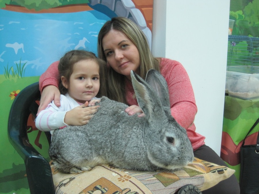 Отдых, Томские новости, аквагрим кролики выставка куда сходить с детьми Томичам покажут кроликов-великанов и козлика Ваню