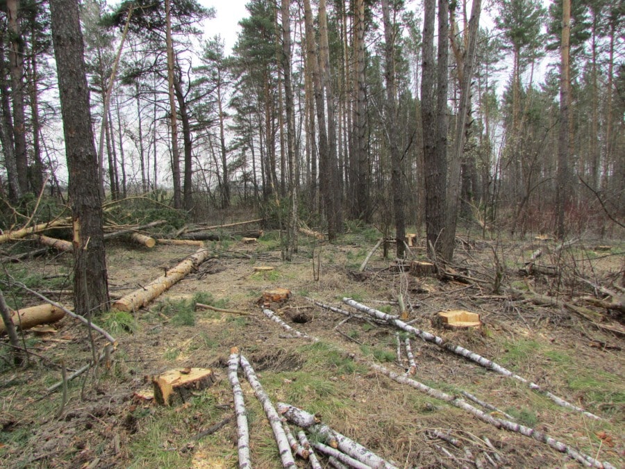 Томские новости, вырубки рубят лес незаконная черные лесорубы В Томской области на треть снизилось количество незаконных рубок леса