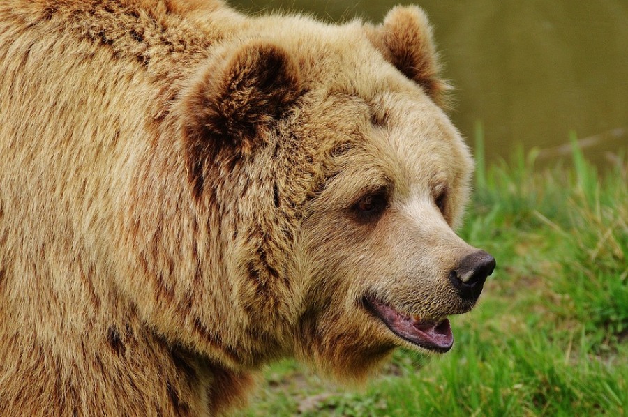 Происшествия, Томские новости, медведь бузит лэп рабочие напугал мишка Медведь напугал рабочих, прорубавших просеку для будущей ЛЭП в Томской области