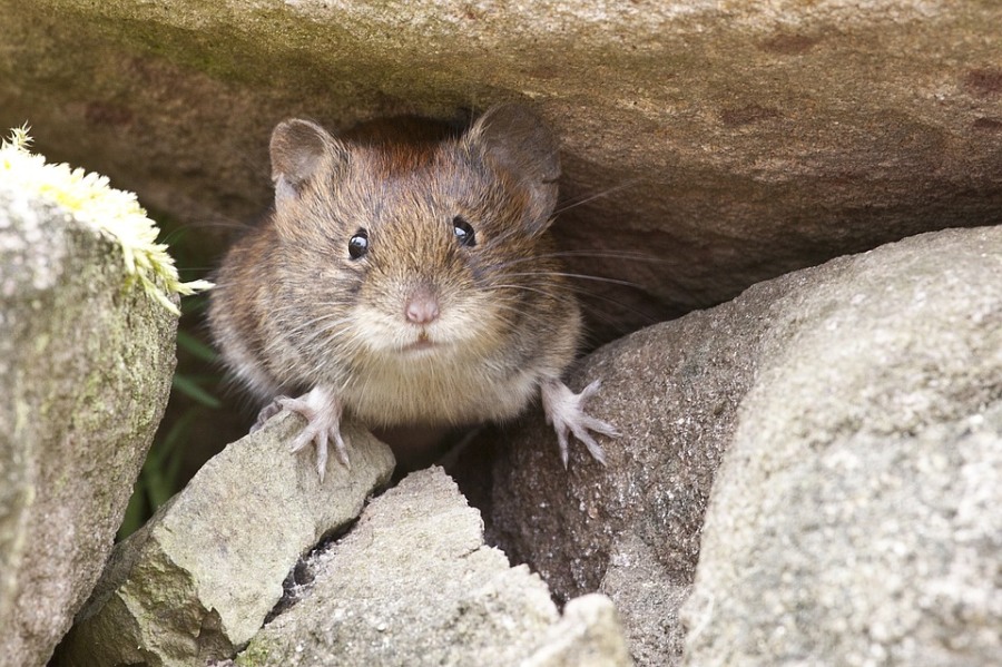 Безопасность, Томские новости, болезнь дикоросы зараза мыши крысы чем можно заразиться на даче немытые грибы В Томской области увеличилось число носителей опасного заболевания