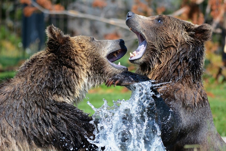 Происшествия, Томские новости, медведи товарищество охотники отстрел дикие животные Два медведя зашли на территорию садоводческого товарищества в Томской области