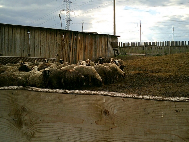 Криминал, Томские новости, кража овцы стадо уголовное дело уркали овец воры В Томской области раскрыли кражу стада овец