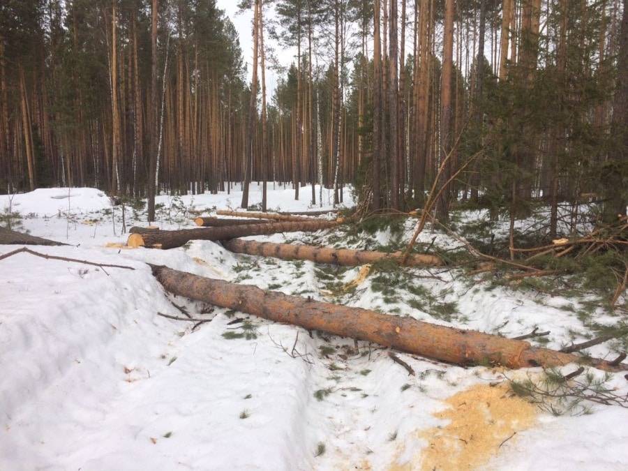 Криминал, Томские новости, черные лесорубы сосны срубили В Томском районе «черные лесорубы» срубили 75-летние сосны