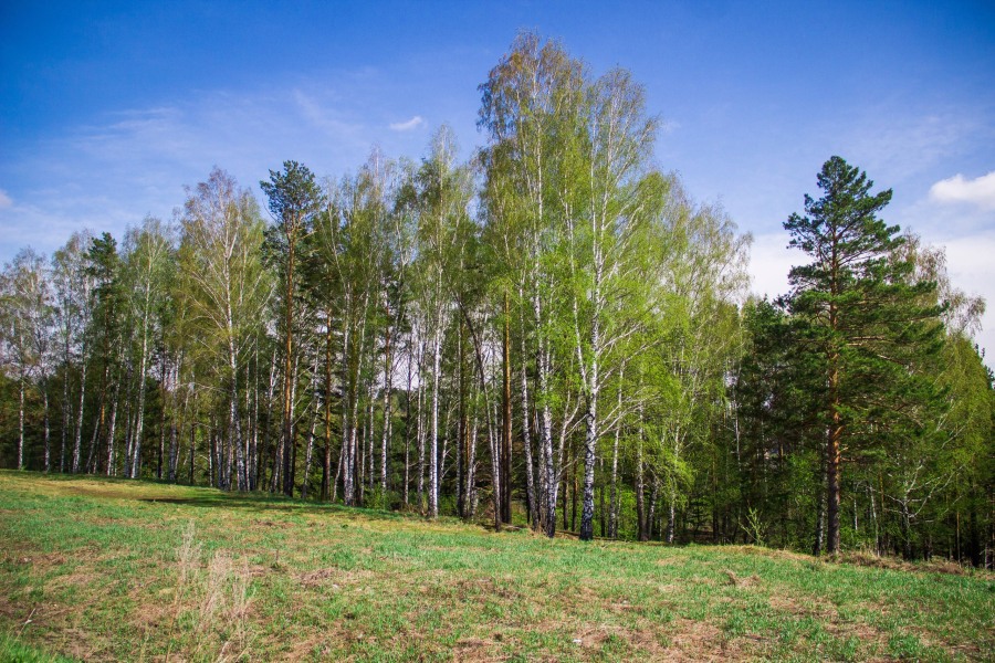 Томские новости, митинг лес солнечная долина защита от застройки В Томске пройдет митинг в поддержку «Солнечного леса»