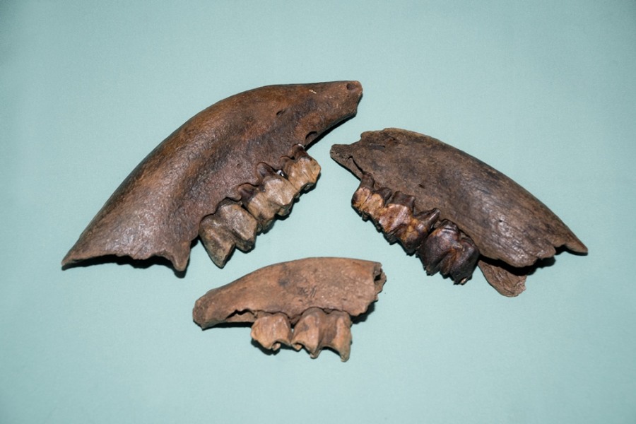 Образование и наука, Томские новости, носорог детеныши кости палеонтологи Томские ученые выяснили, как росли детеныши шерстистых носорогов