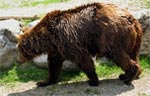 Томский Обзор, новости, Мировые новости Убит последний медведь Германии Убит последний медведь Германии