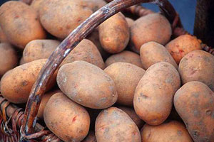 Агропром, Томские новости, Томские фермеры начали убирать картофель Томские фермеры начали убирать картофель