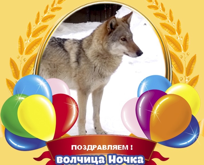 Конкурсы и акции, Томские новости, Красой северского зоопарка стала волчица Ночка Красой северского зоопарка стала волчица Ночка