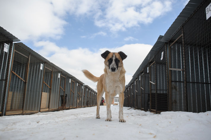 Томские новости, безнадзорные животные бродячие собаки ловят животных верный друг За год в Томске отловили почти 3,5 тыс. бродячих собак, 815 из них усыпили