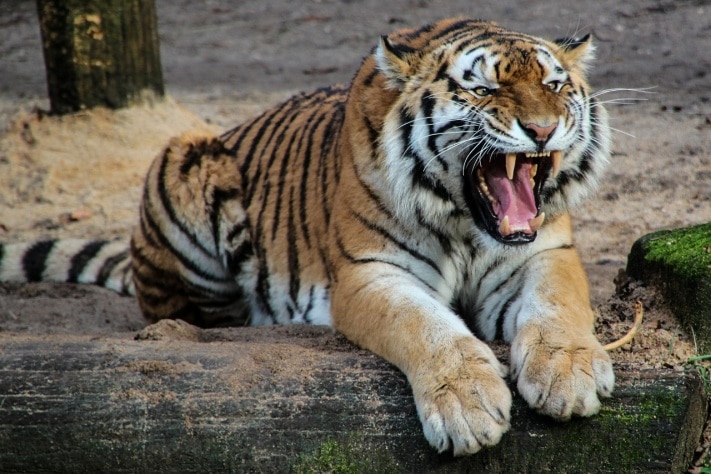 Происшествия, Томские новости, Тигр, напавший на школьницу в зоопарке Барнаула, вернется в Северск Тигр, напавший на школьницу в зоопарке Барнаула, вернется в Северск