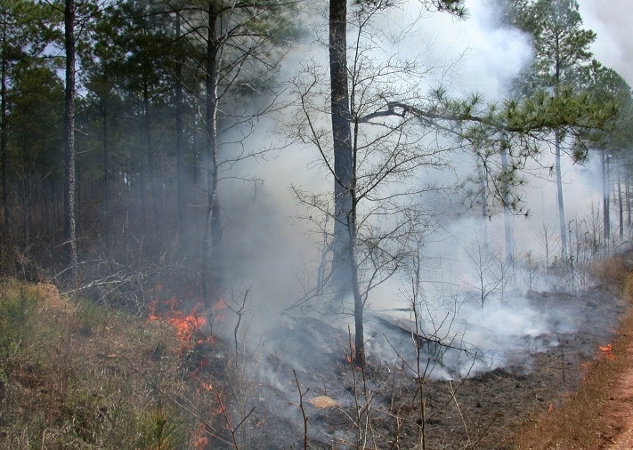 Лесные пожары, Томские новости, лесные пожары лес горит ситуация с лесными пожарами Два лесных пожара, возникших по вине людей, действуют на территории Томской области
