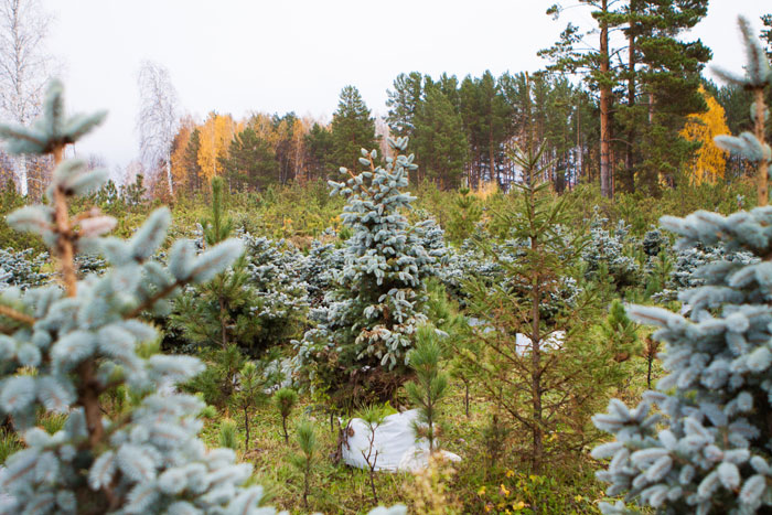 Погода и природа, Природа, Томские новости, саженцы зелень деревья экология В этом году в Томской области высадят 3,5 миллиона саженцев