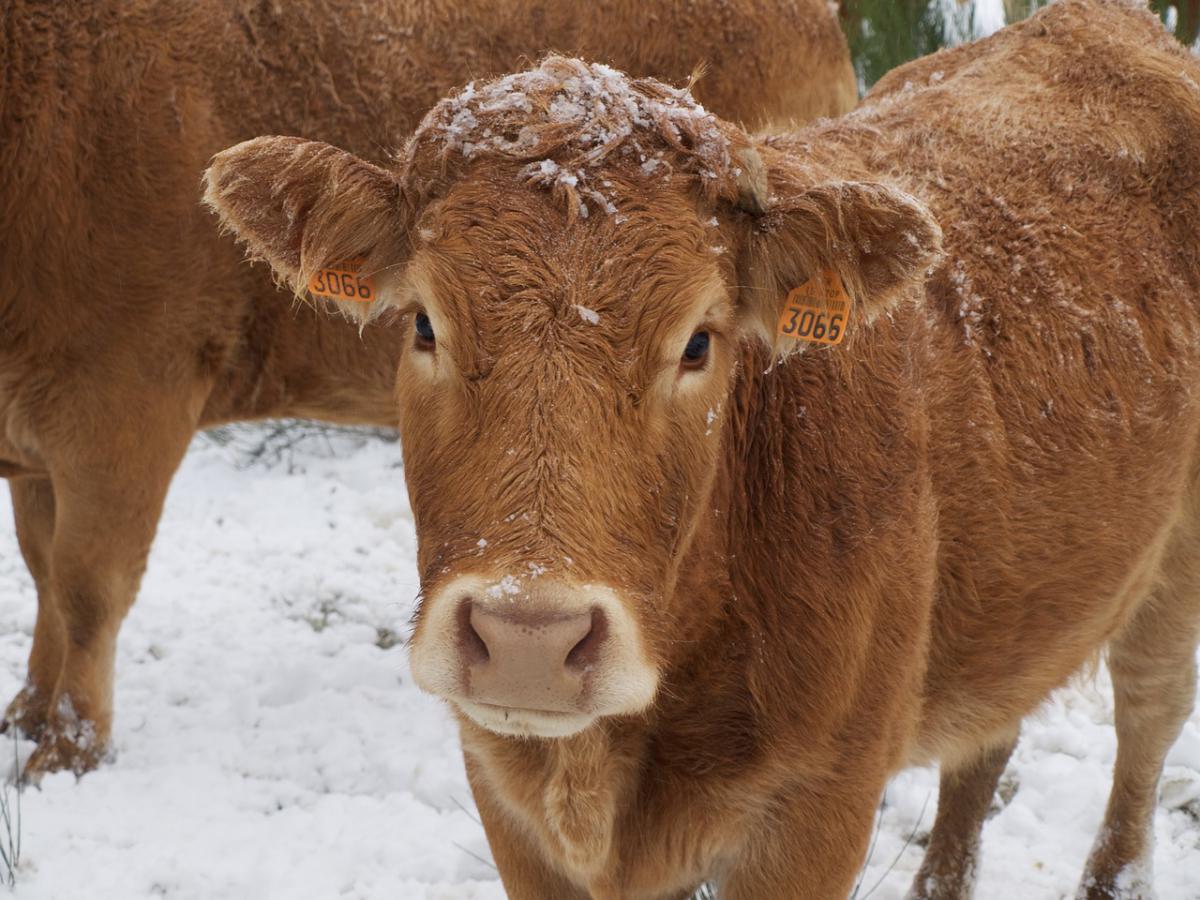 В мире животных, Новый год ❄, Томские новости, куда деть елку елки для буренки Томские коровы ощутят вкус Нового года