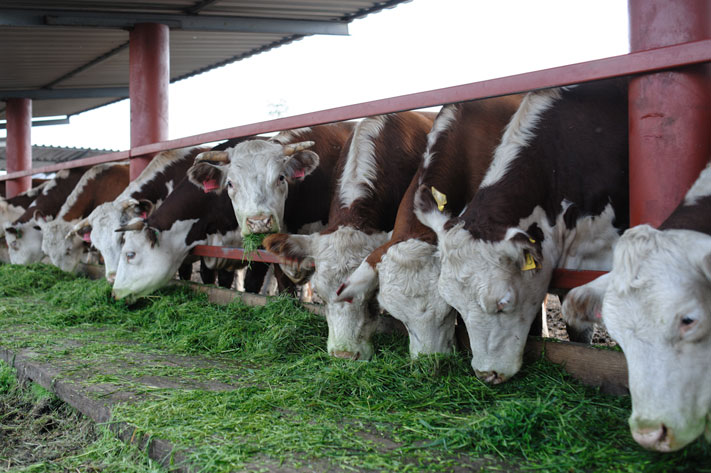 Предприятия Томска и области, Томские новости, Сибирское молоко Асино ферма коровы В Томской области ввели молочную ферму на 450 голов за 332 млн руб