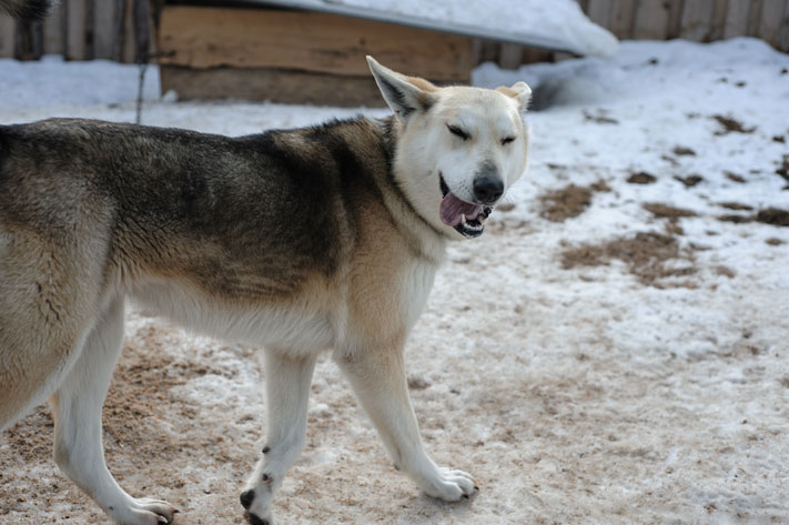 Благотворительность, Томские новости, помощь животным приюты собаки благотворительная акция Томичам предлагают помочь животным из приютов