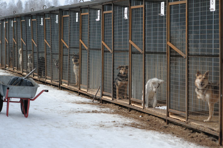Томские новости, отлов бездомные животные защита животных В следующем году на отлов бездомных животных в Томске направят 7,5 млн рублей