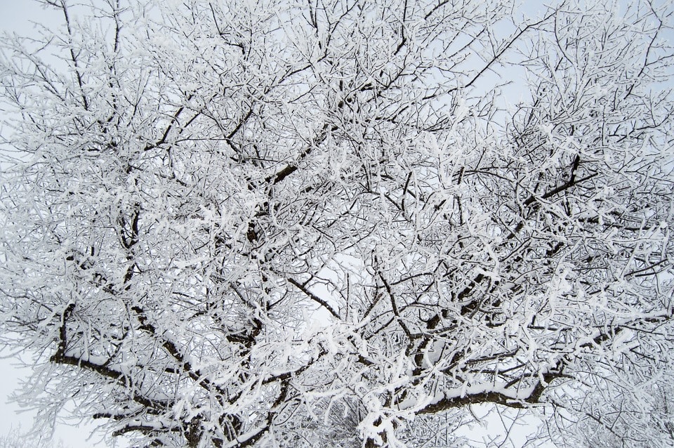 Погода и природа, Томские новости, гололед метель снег погода Томичей ждет метель