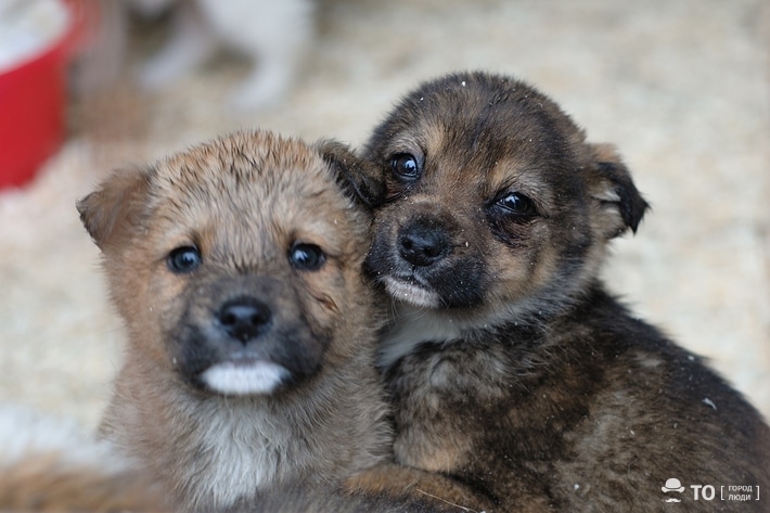 В мире животных, Томские новости, эвтаназия животные томск новости собаки бездомные закон В Томской области могут ввести эвтаназию для бездомных животных