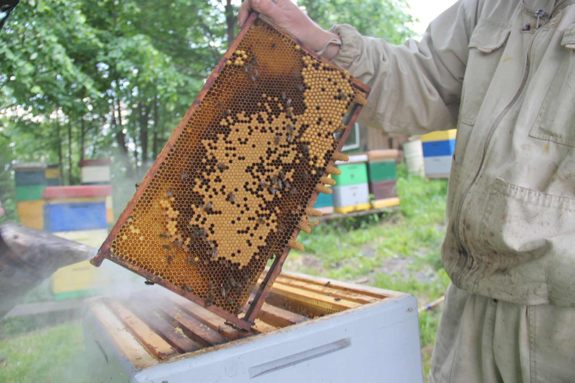 В мире животных, Томские новости, мед пчелы пчеловоды интересные новости Томска пчелосемьи У томских пчеловодов есть потенциал удвоить число пчелосемей в регионе — власти