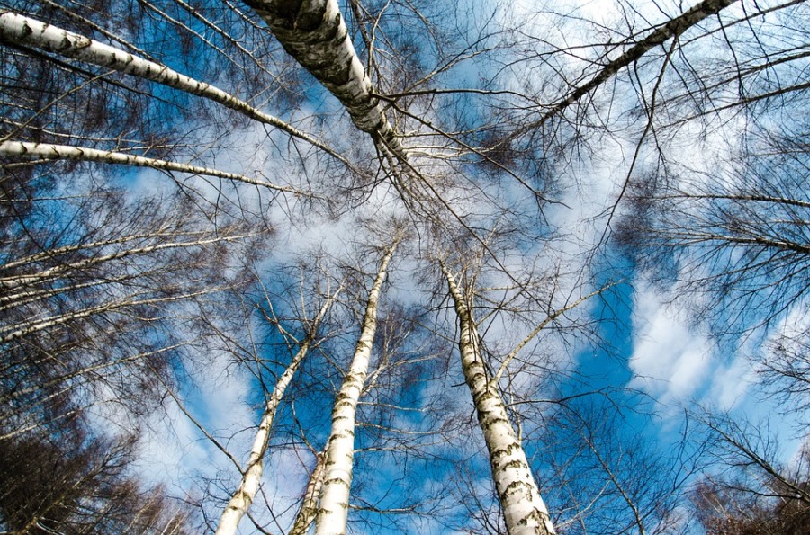 Погода и природа, Томские новости, природа особо охраняемая территория защита В Томской области появился ландшафтный парк регионального значения
