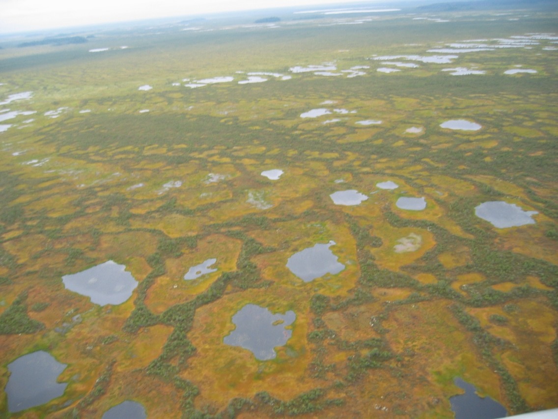 Природа, Томские новости, васюганские болота крупнейшие болота Правительство РФ учредило заповедник на территории Васюганских болот в Томской области