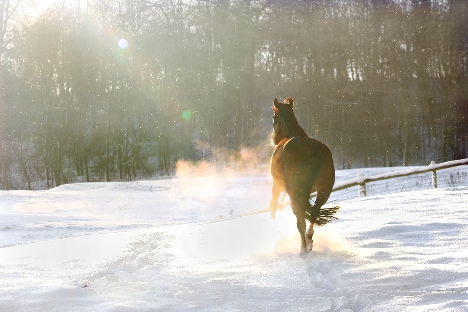 Происшествия, Томские новости, авария ДТП столкнулись лошадь погибла сбили коня насмерть Автомобиль столкнулся с лошадью в Томской области, два человека госпитализированы