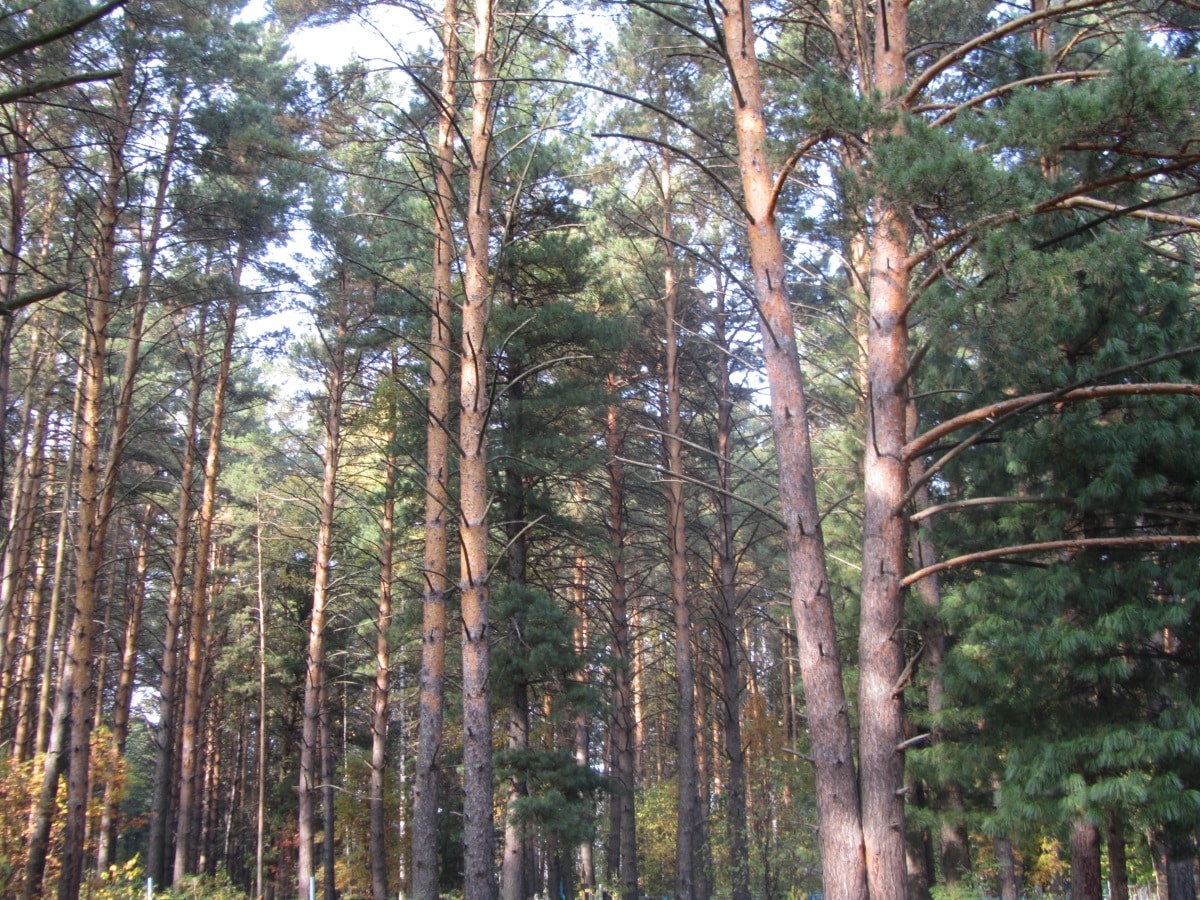 Природа, Томские новости, ландшафтные парки особо охраняемые природные зоны Два ландшафтных парка появились в Томской области