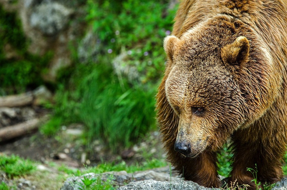 Природа, Томские новости, бурый медведь охота охотники добыча медведя На этой неделе в Томской области открывается охота на бурого медведя