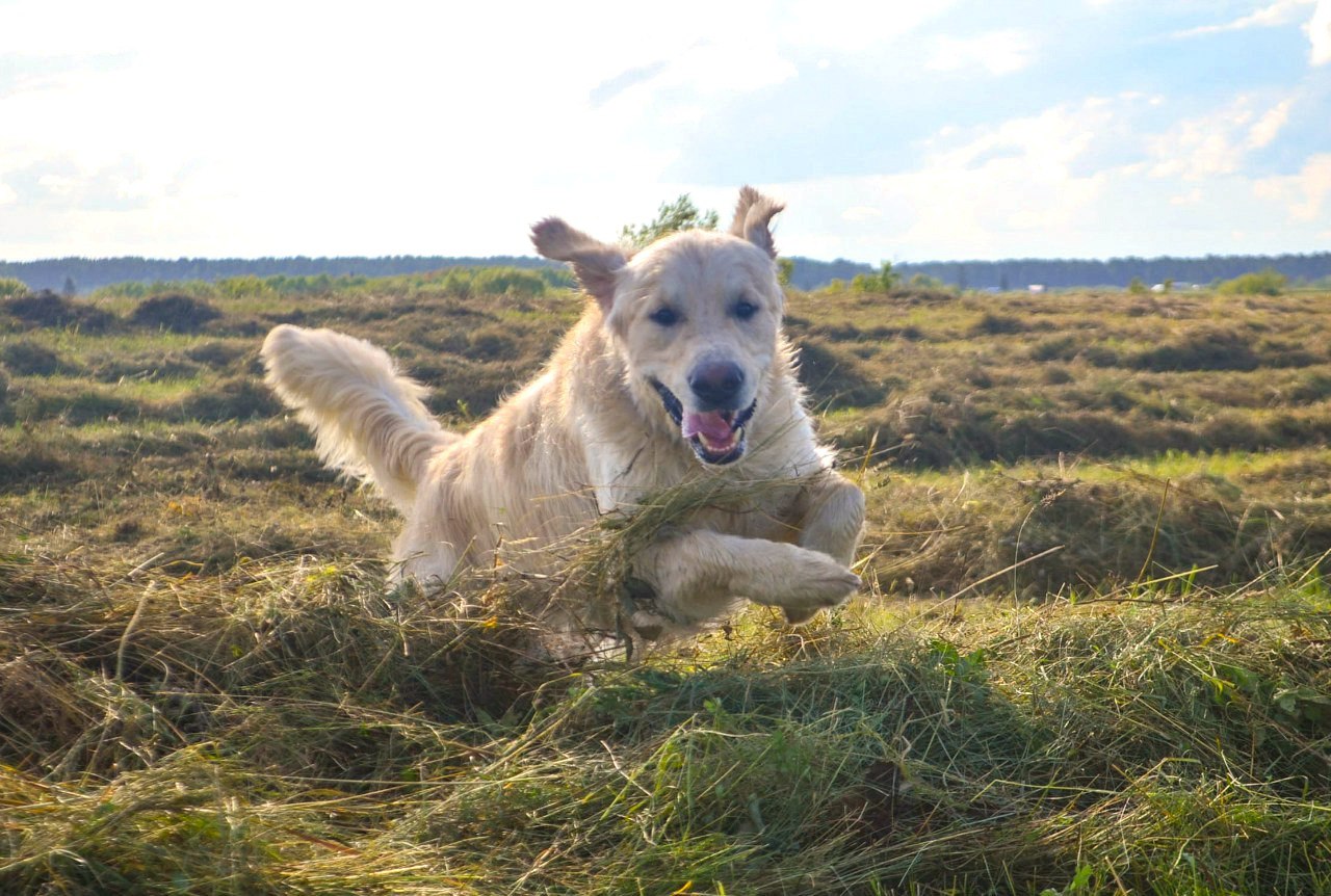 Благотворительность, Конкурсы и акции, Томские новости, мохнатый кросс бег с собаками На следующей неделе в Томск пройдет четвертый благотворительный «Мохнатый кросс»
