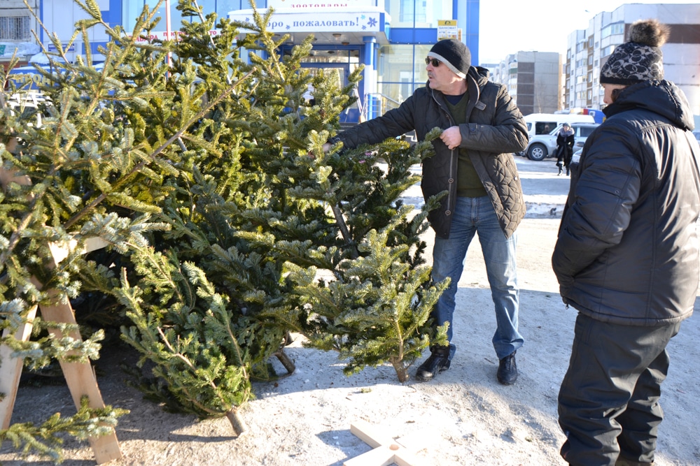 Новый год ❄, Томские новости, елки база елочный базар где купить ёлку ёлки в Томске Более 20 елочных базаров откроются в Томске